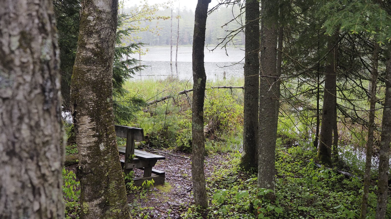 A bench on a path through birch and conifer forest, looking out to a misty pond with standing dead trees in the shallows