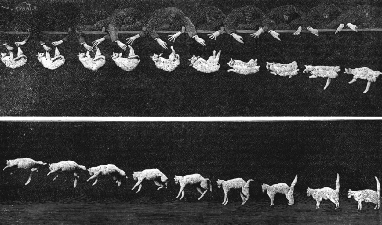Étienne-Jules Marey's 1894 chronophotograph of a falling cat: a row of successive frames, taken milliseconds apart, showing a cat released back-downward twisting its front half against its rear half and coming round to land feet first.
